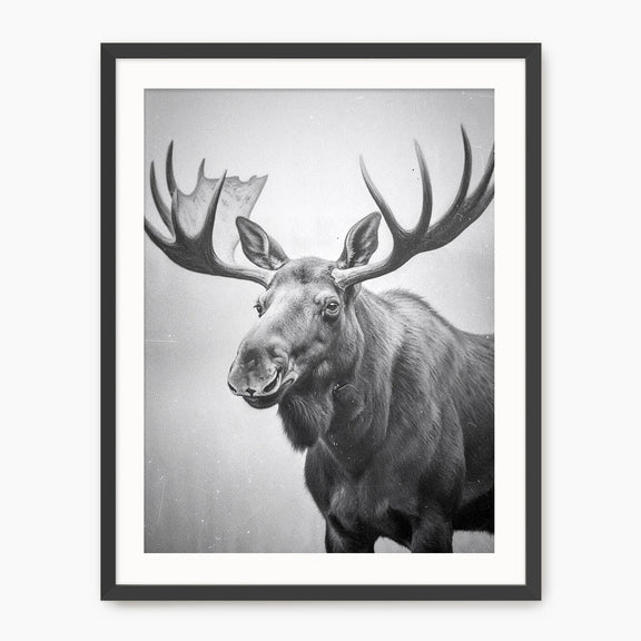 Black and White Moose Photograph - Sage and Rose Prints
