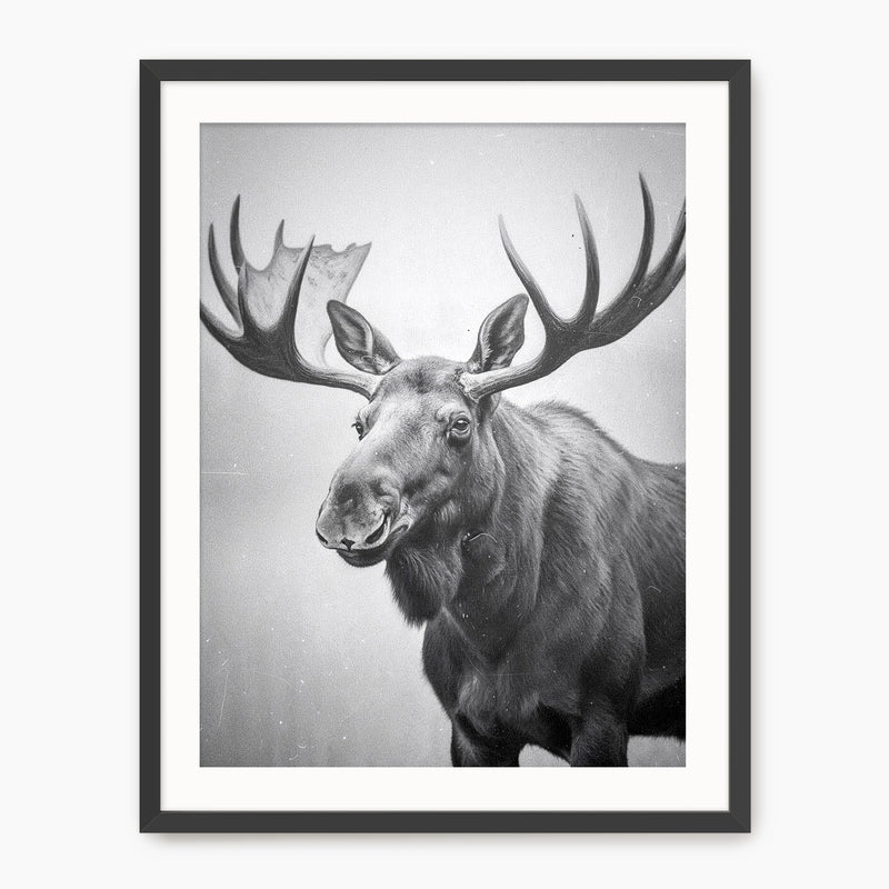 Black and White Moose Photograph - Sage and Rose Prints