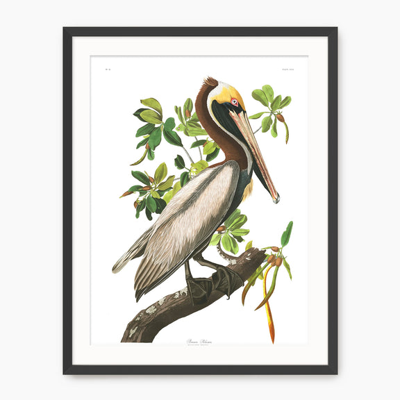 Brown Pelican Audubon Print - Sage and Rose Prints