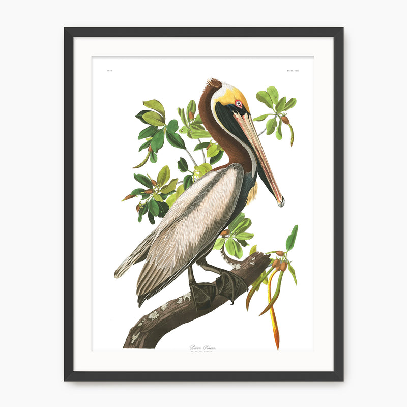 Brown Pelican Audubon Print - Sage and Rose Prints