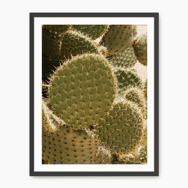 Spiked In the Sunlight - Sage and Rose Prints