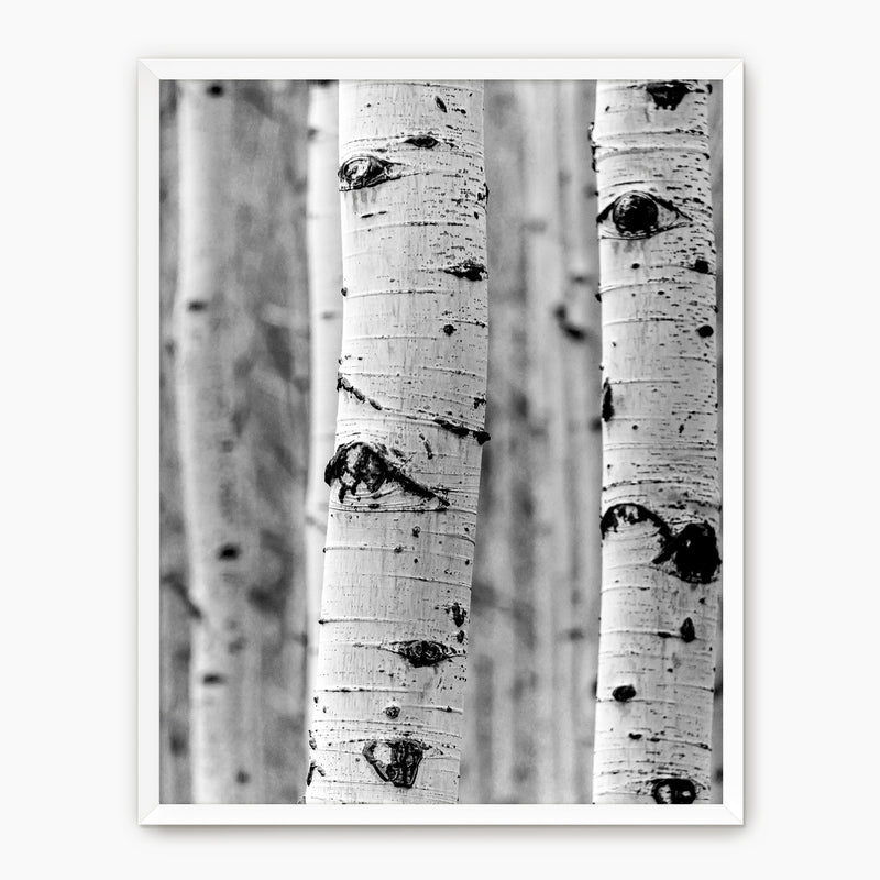 Silver Aspen in Black and White - Sage and Rose Prints