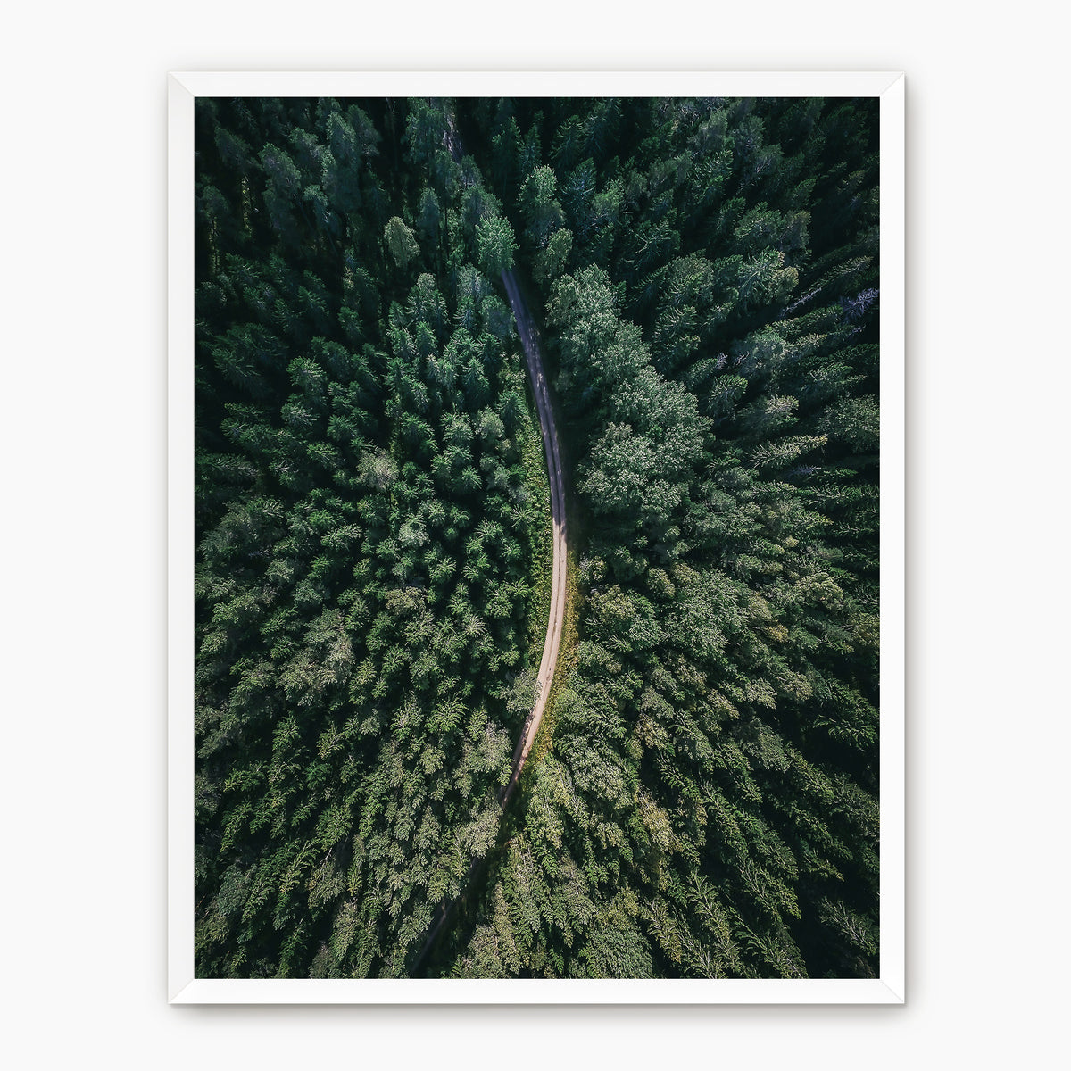 Evergreen Forest Canopy Photograph - Sage and Rose Prints