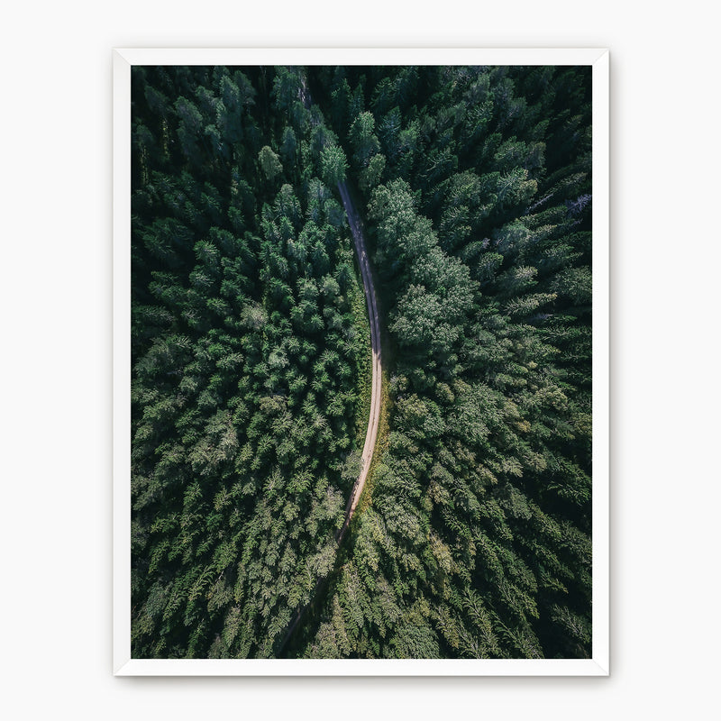 Evergreen Forest Canopy Photograph - Sage and Rose Prints