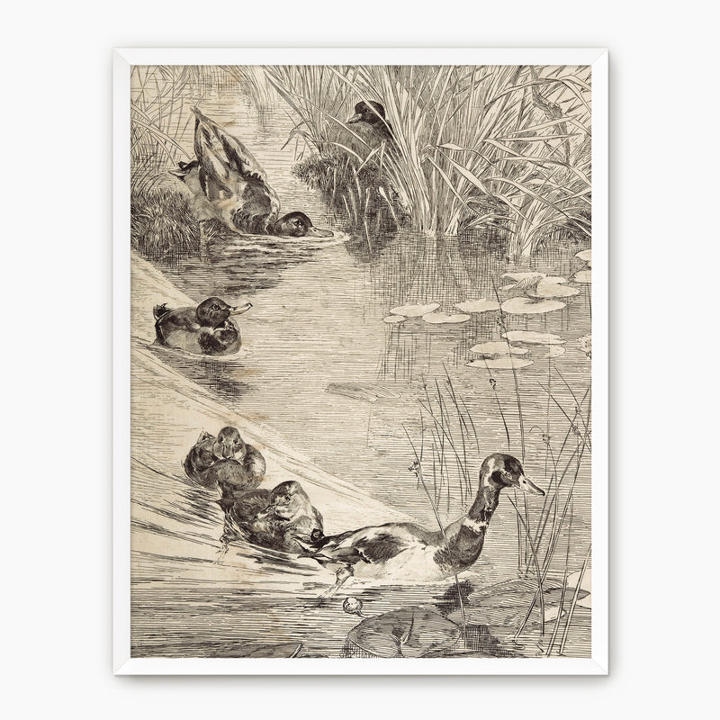 Vintage Ducks on the Pond Sketch - Sage and Rose Prints