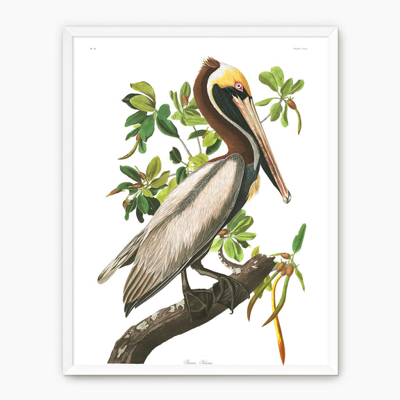 Brown Pelican Audubon Print - Sage and Rose Prints