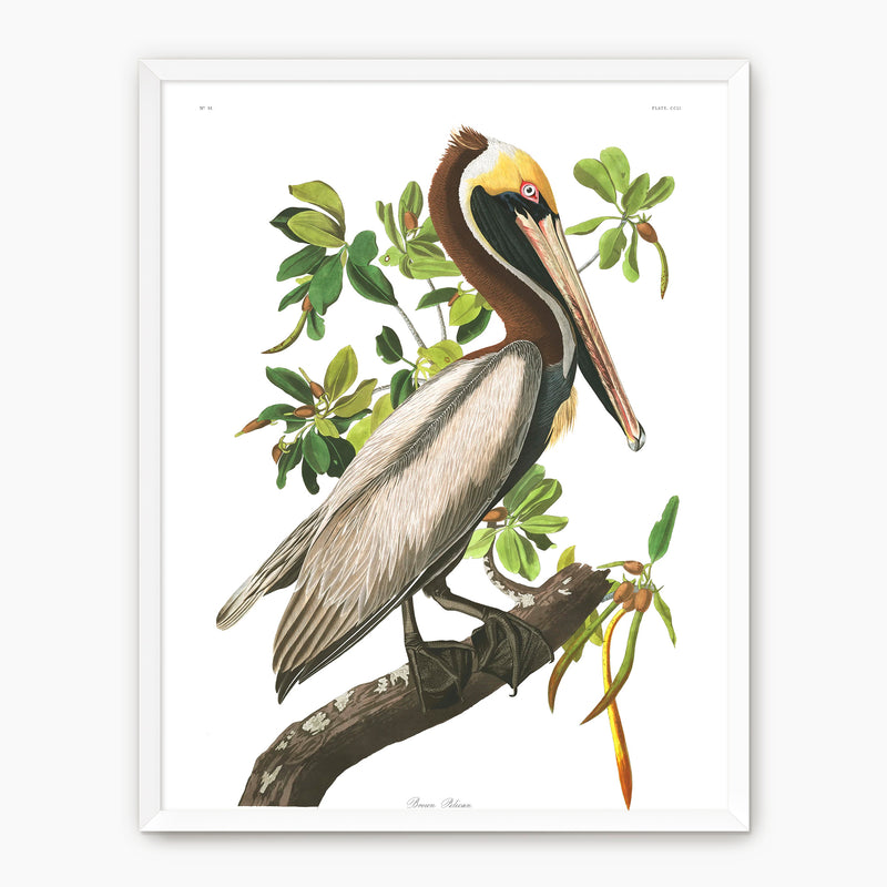 Brown Pelican Audubon Print - Sage and Rose Prints