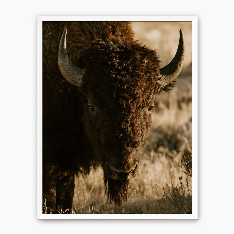 Antelope Island Bison - Sage and Rose Prints