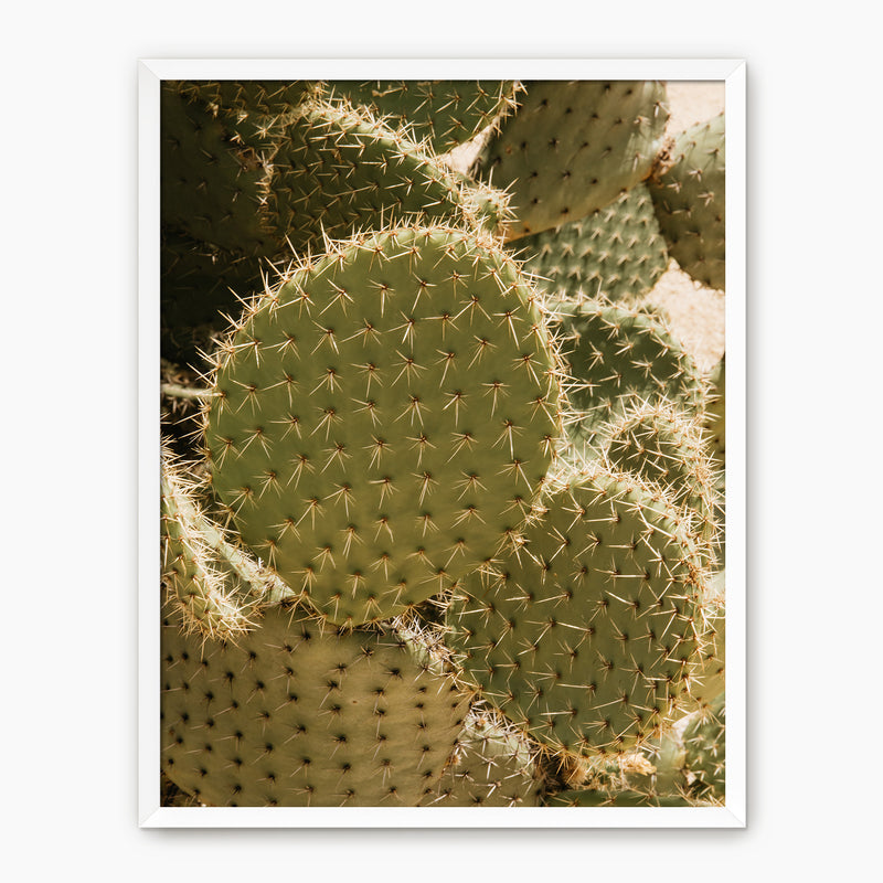 Spiked In the Sunlight - Sage and Rose Prints