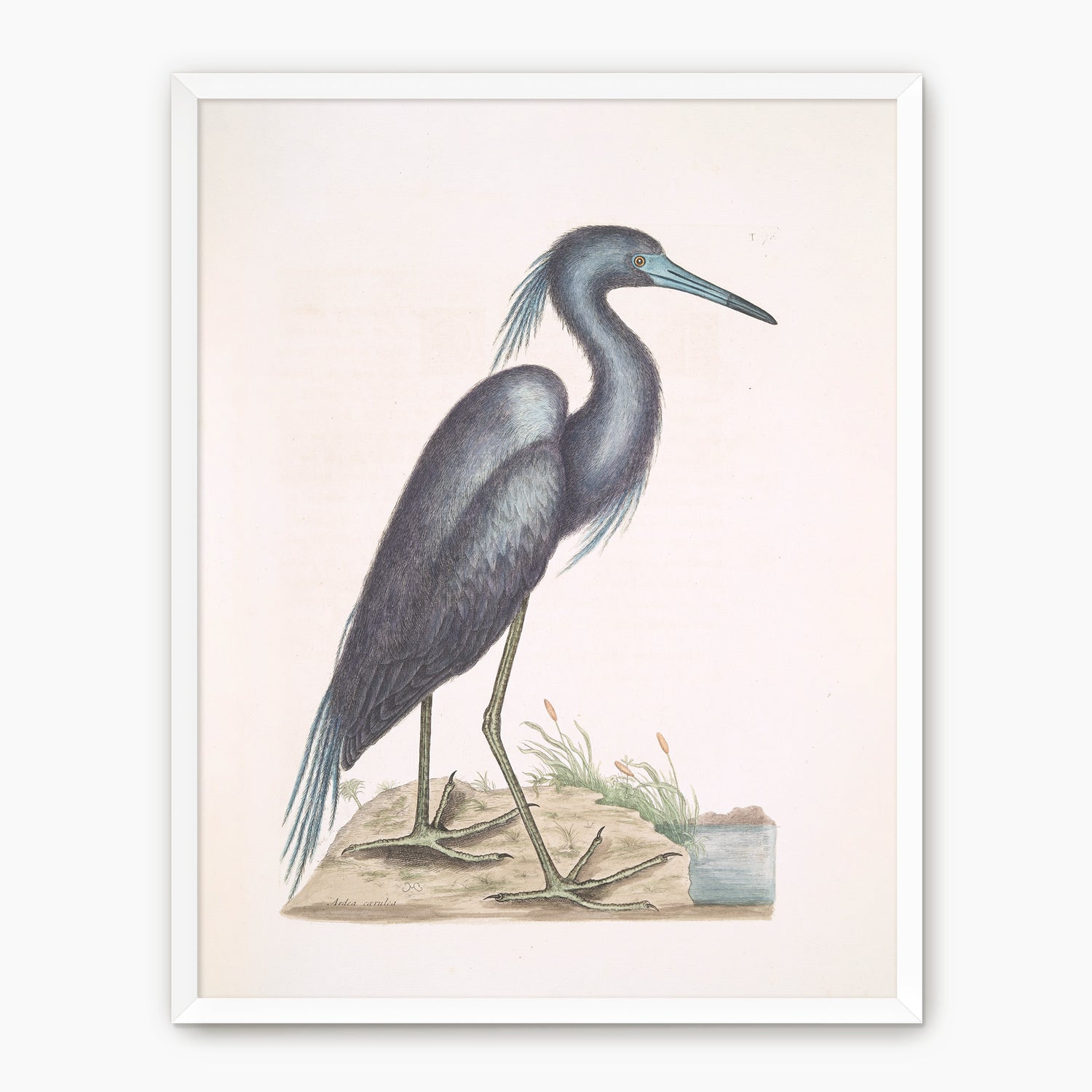 Muted Crane in Shades of Blue and Gray - Sage and Rose Prints