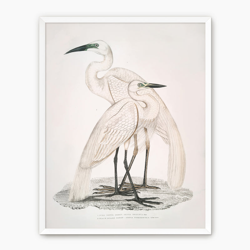 Vintage White Cranes Illustration Print - Sage and Rose Prints