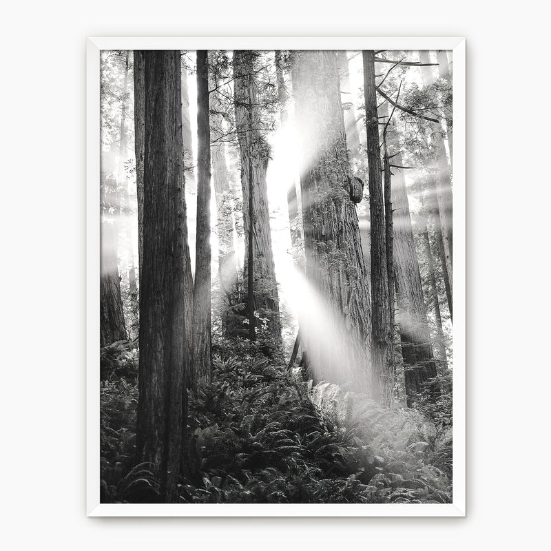 Light in the Trees Black and White Photo - Sage and Rose Prints