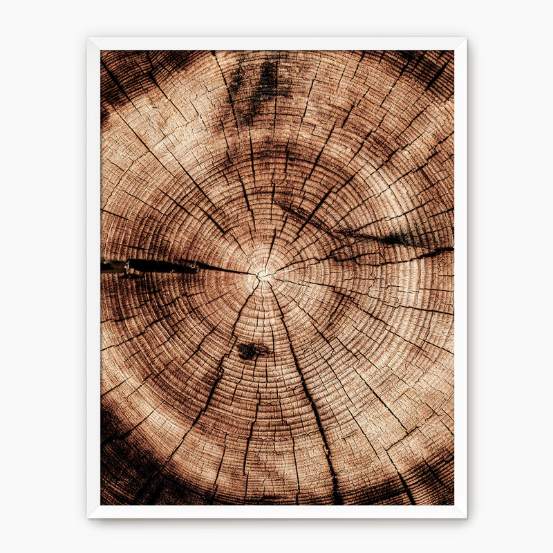Geometric Tree Rings Photo - Sage and Rose Prints