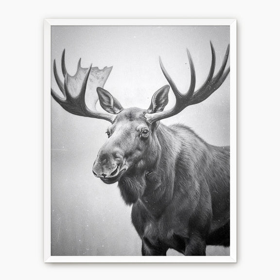 Black and White Moose Photograph - Sage and Rose Prints
