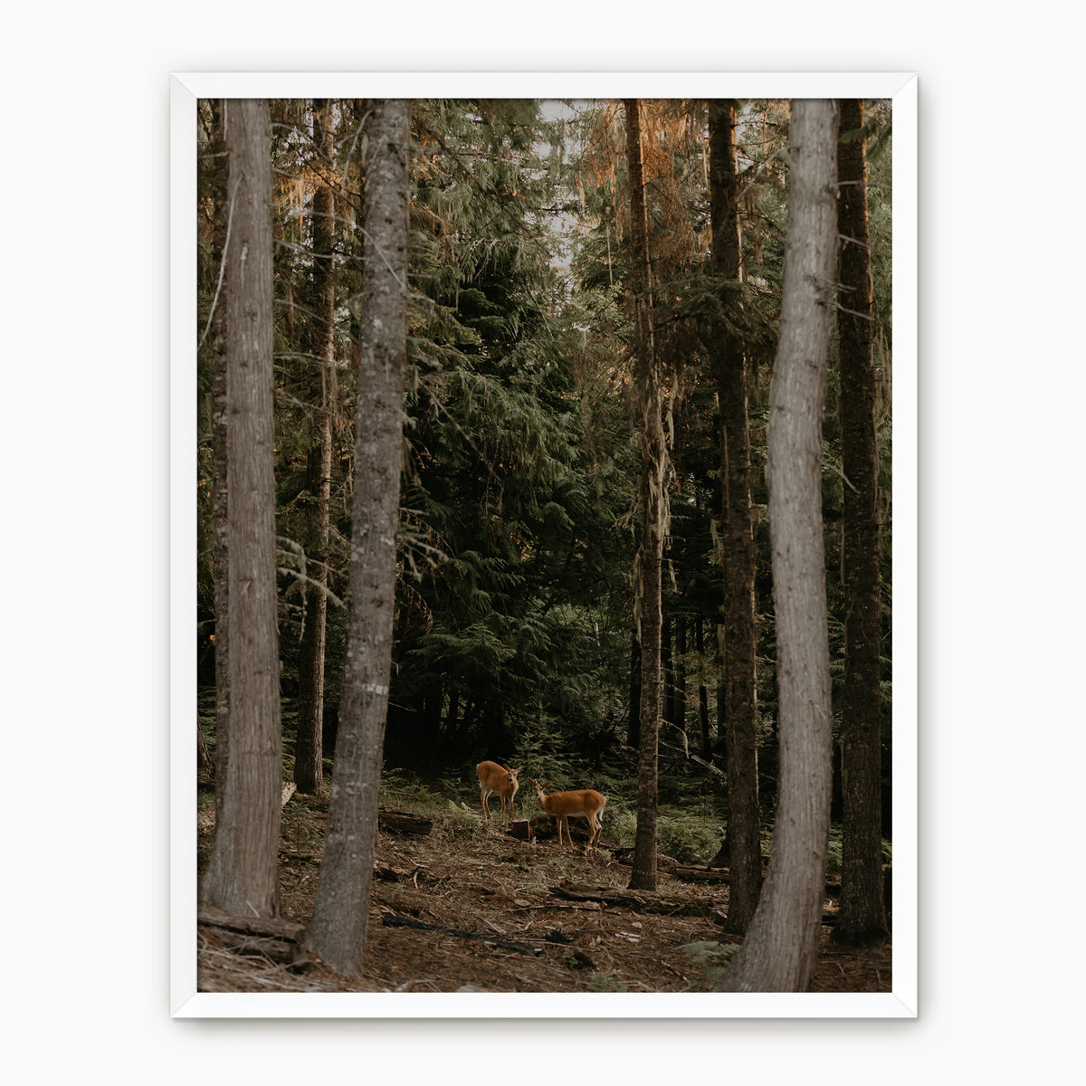In the Woods - Sage and Rose Prints