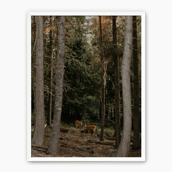In the Woods - Sage and Rose Prints