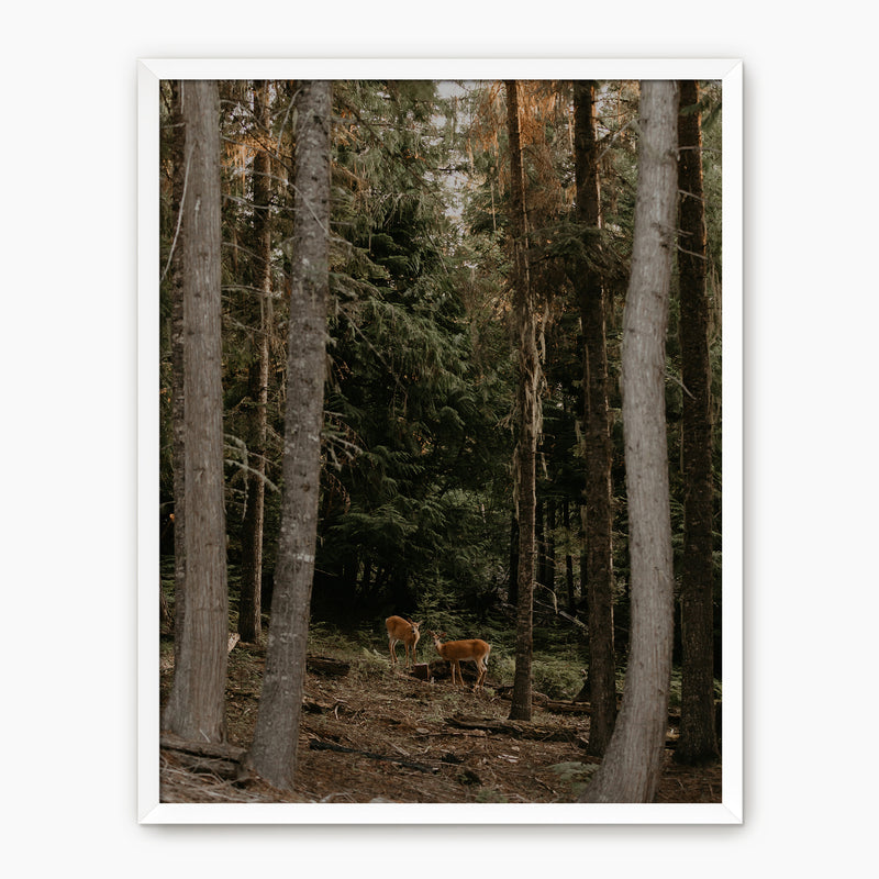 In the Woods - Sage and Rose Prints