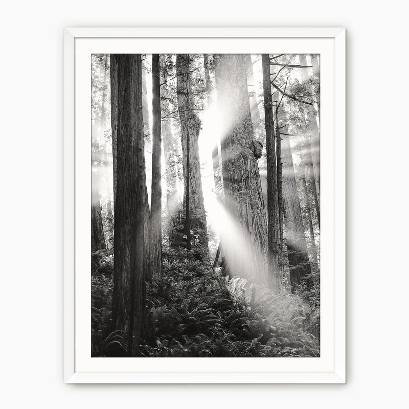 Light in the Trees Black and White Photo - Sage and Rose Prints