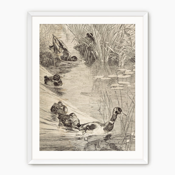 Vintage Ducks on the Pond Sketch - Sage and Rose Prints