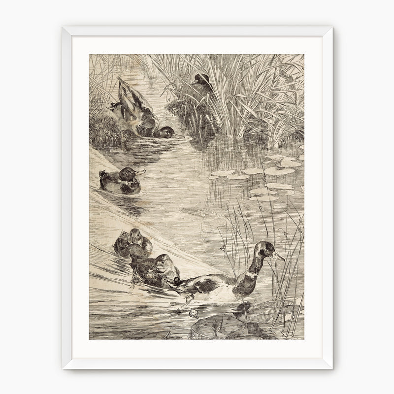 Vintage Ducks on the Pond Sketch - Sage and Rose Prints
