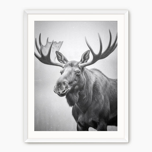 Black and White Moose Photograph - Sage and Rose Prints