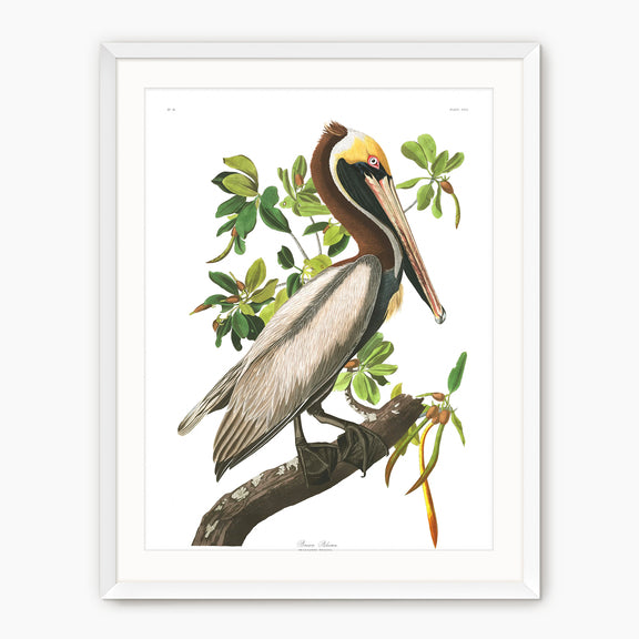 Brown Pelican Audubon Print - Sage and Rose Prints
