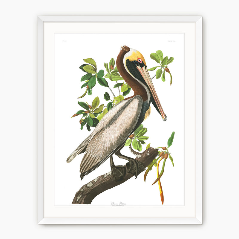 Brown Pelican Audubon Print - Sage and Rose Prints