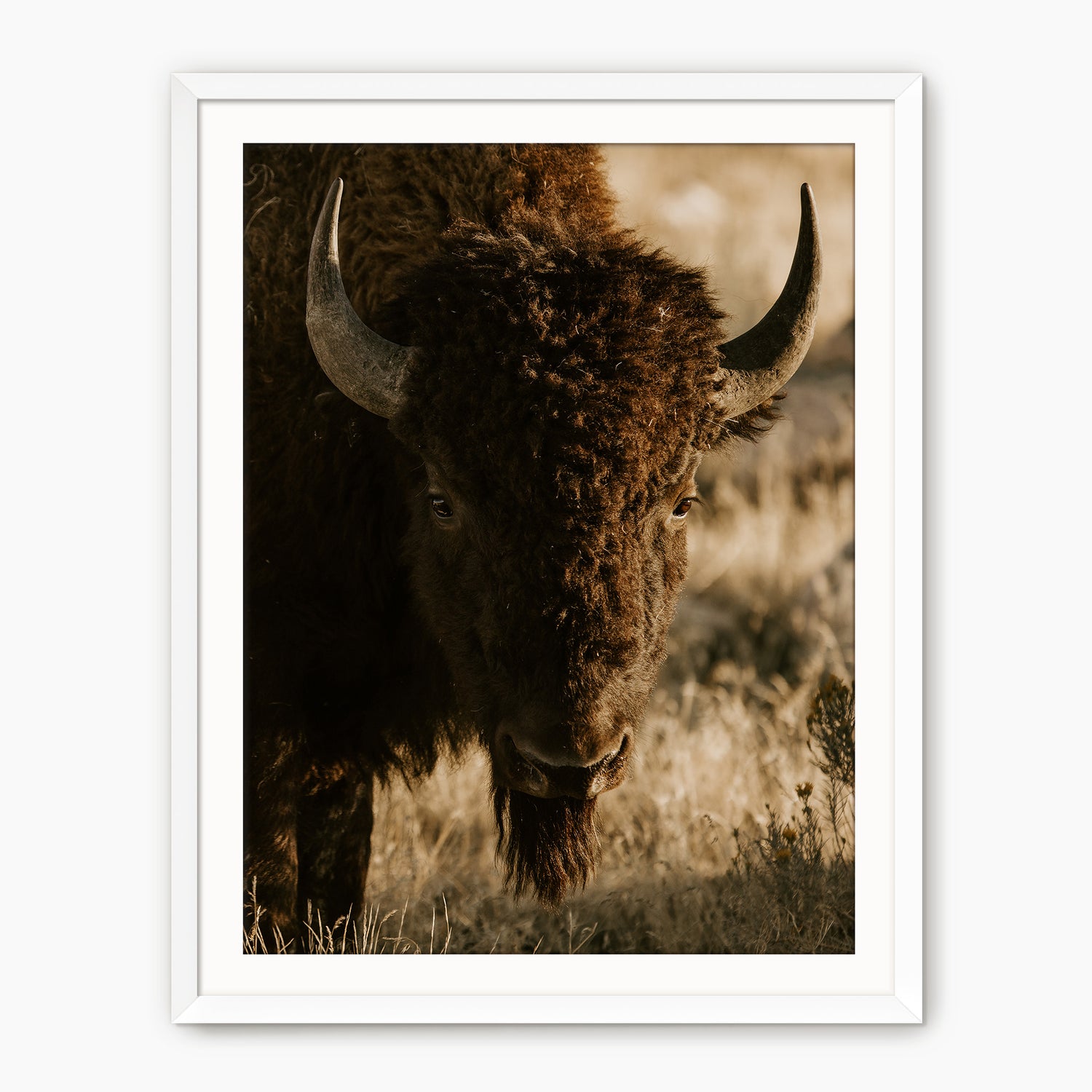 Antelope Island Bison - Sage and Rose Prints