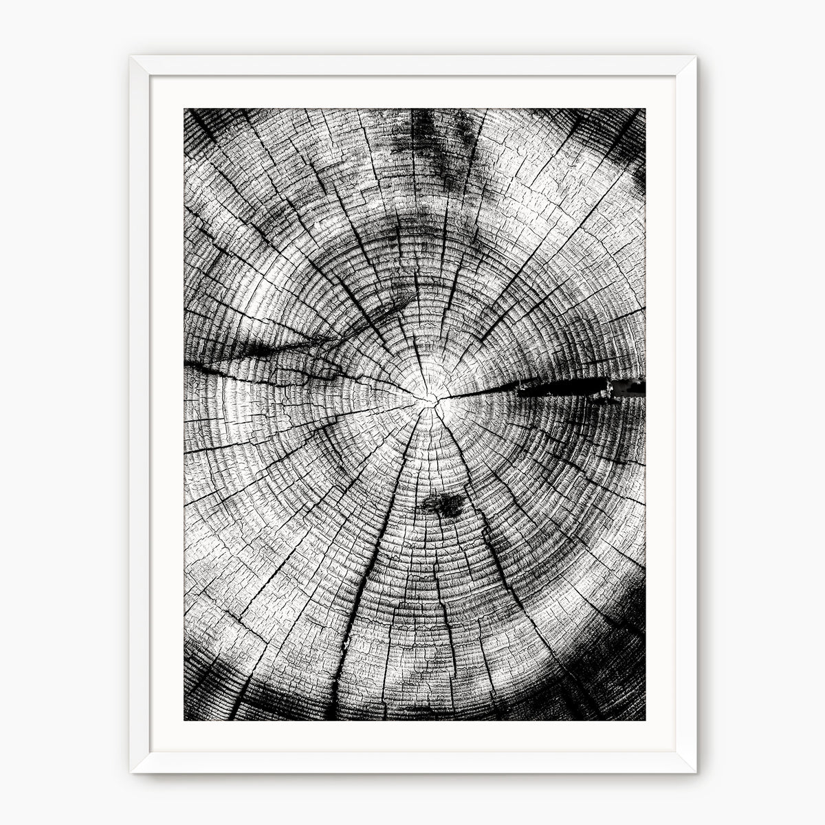 Black and White Tree Rings Photo - Sage and Rose Prints