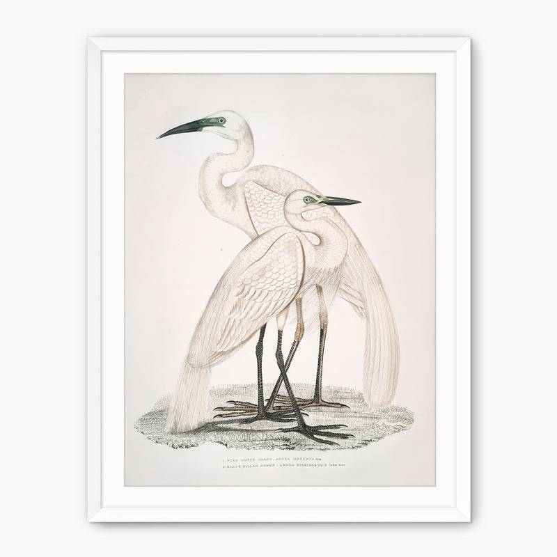 Vintage White Cranes Illustration Print - Sage and Rose Prints