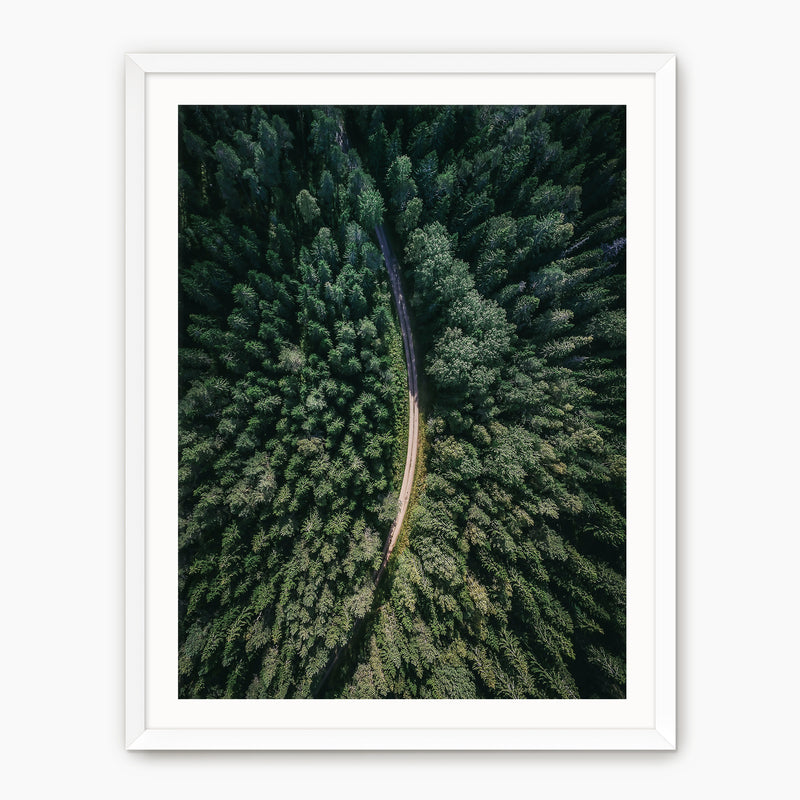 Evergreen Forest Canopy Photograph - Sage and Rose Prints