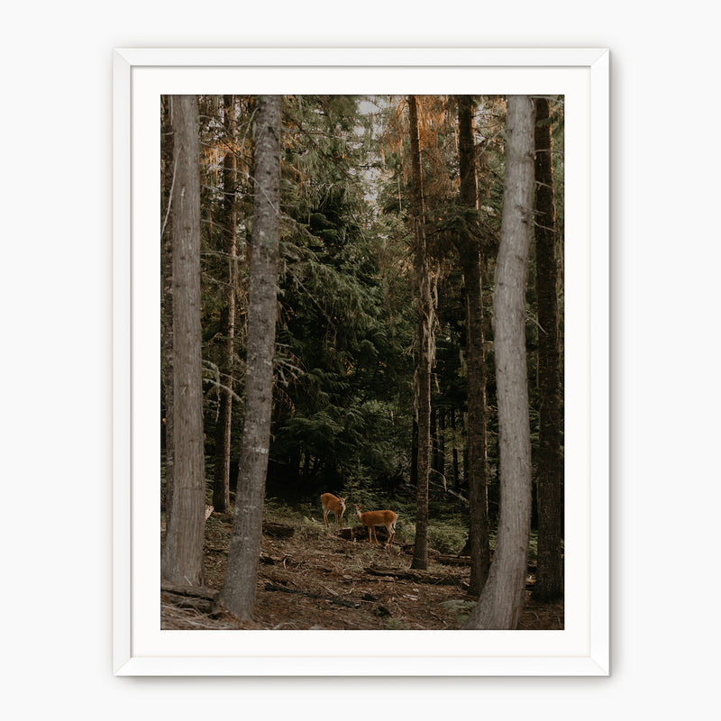 In the Woods - Sage and Rose Prints