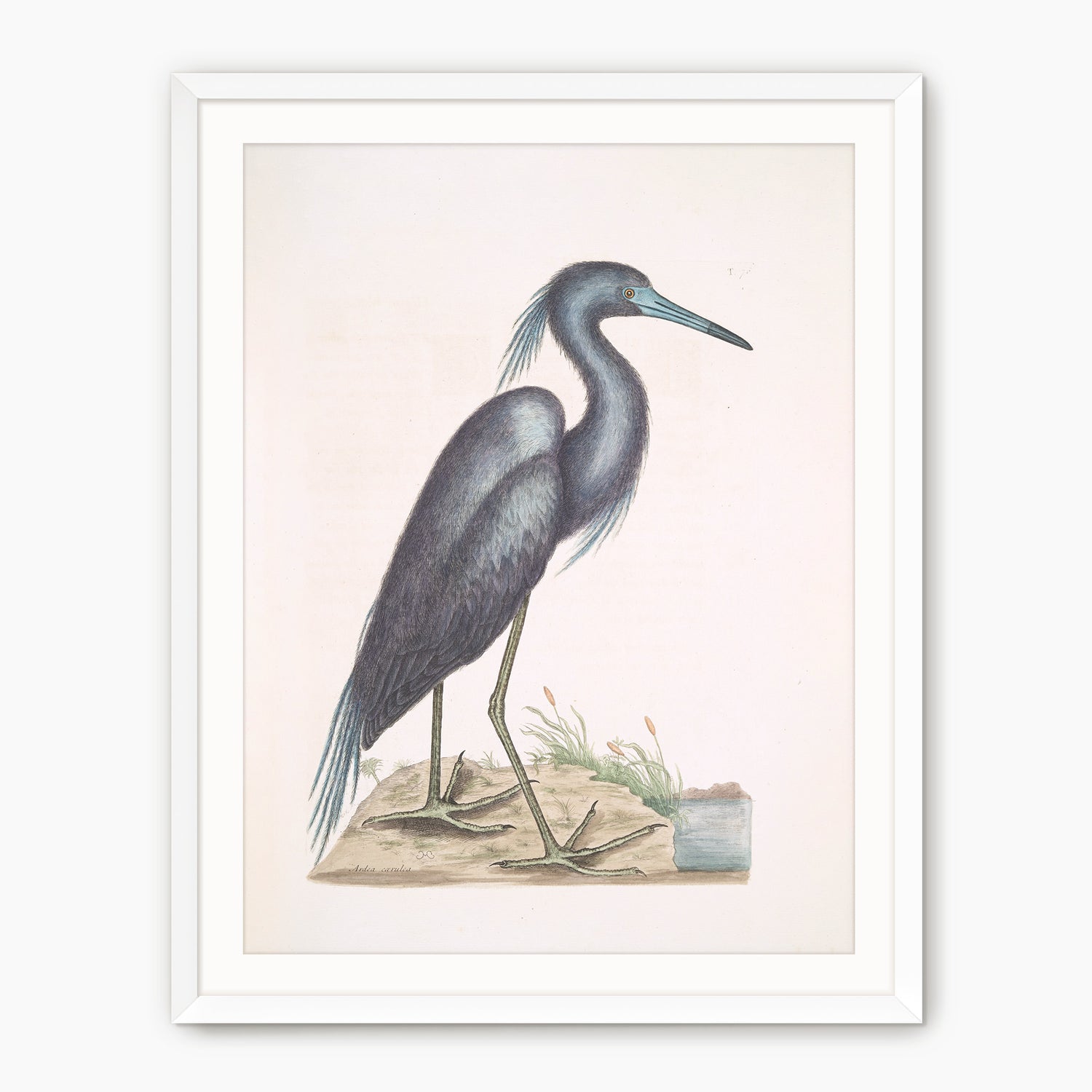 Muted Crane in Shades of Blue and Gray - Sage and Rose Prints