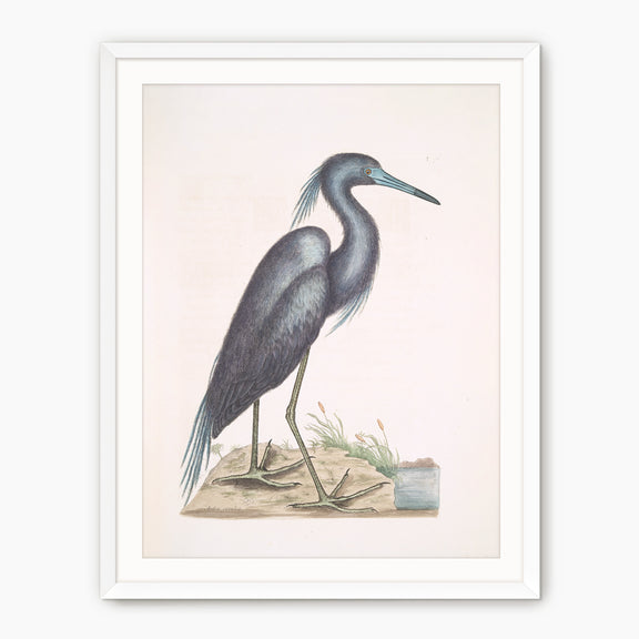 Muted Crane in Shades of Blue and Gray - Sage and Rose Prints