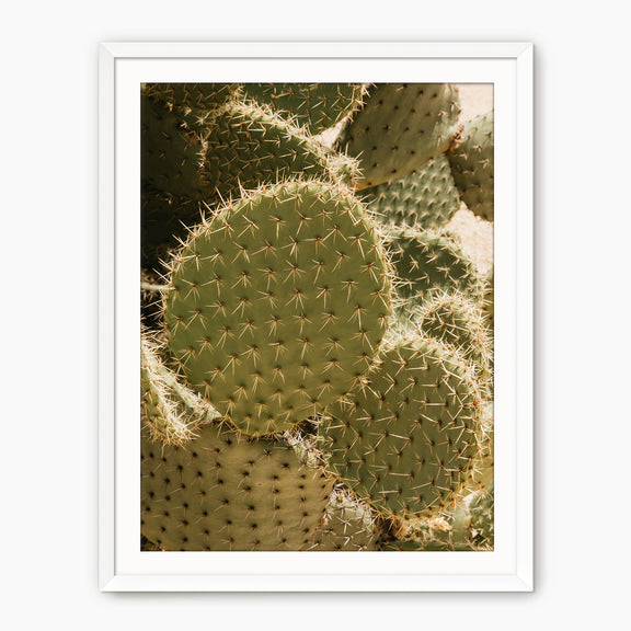 Spiked In the Sunlight - Sage and Rose Prints