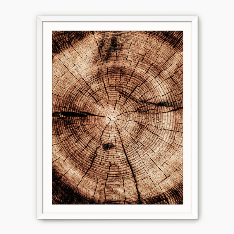 Geometric Tree Rings Photo - Sage and Rose Prints