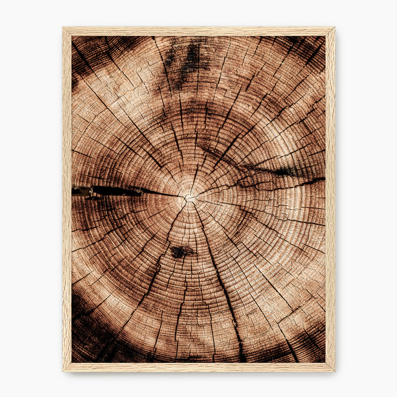 Geometric Tree Rings Photo - Sage and Rose Prints