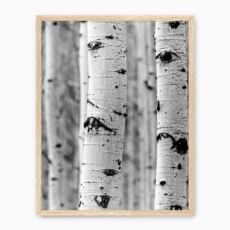 Silver Aspen in Black and White - Sage and Rose Prints