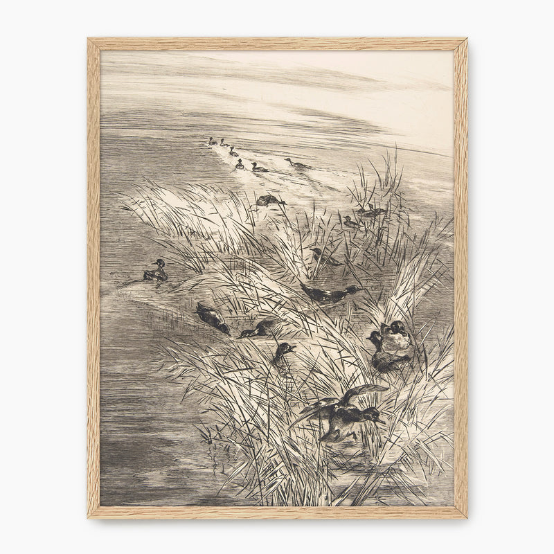 Vintage Ducks in the Grass Sketch C - Sage and Rose Prints