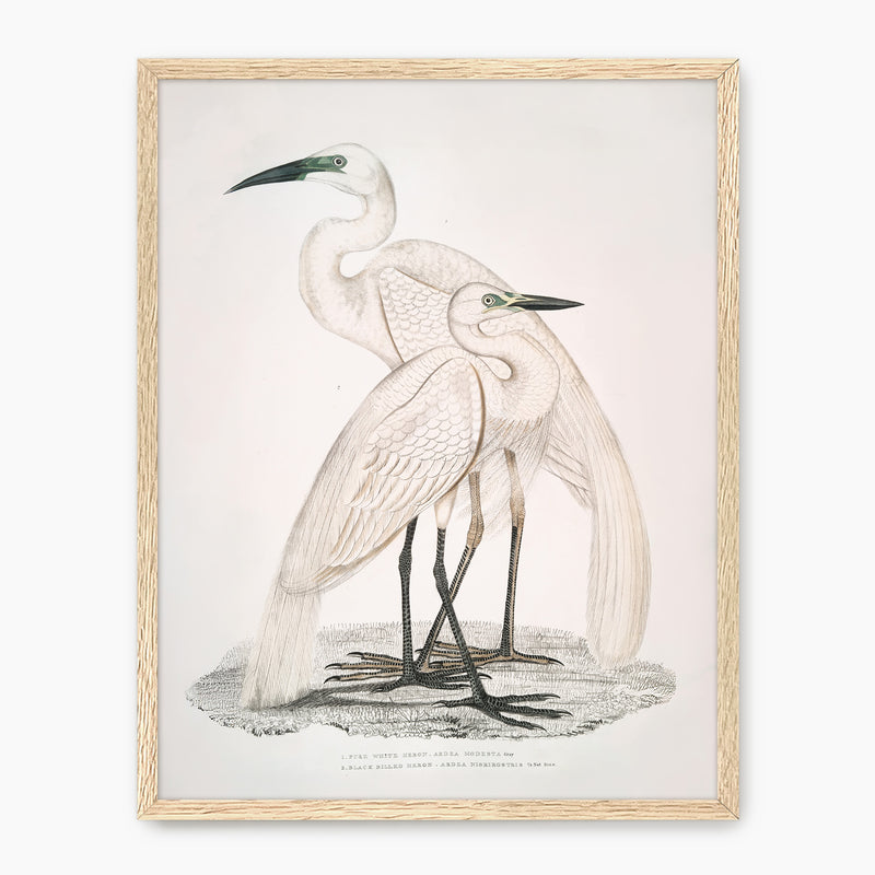 Vintage White Cranes Illustration Print - Sage and Rose Prints