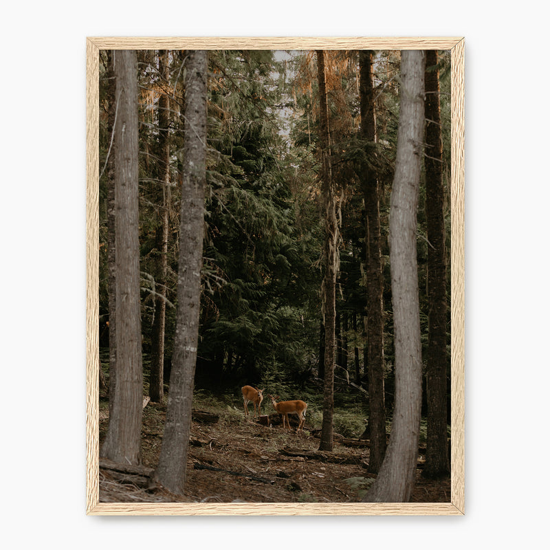 In the Woods - Sage and Rose Prints