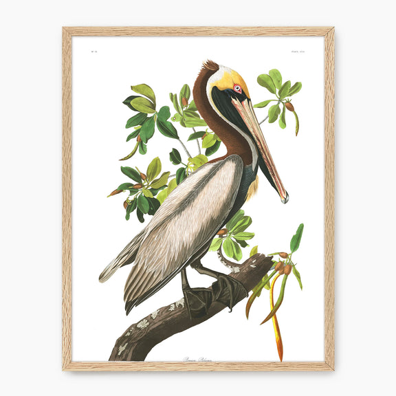 Brown Pelican Audubon Print - Sage and Rose Prints