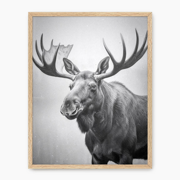 Black and White Moose Photograph - Sage and Rose Prints