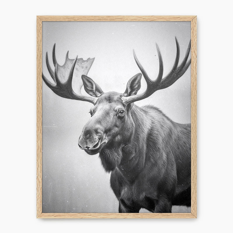 Black and White Moose Photograph - Sage and Rose Prints