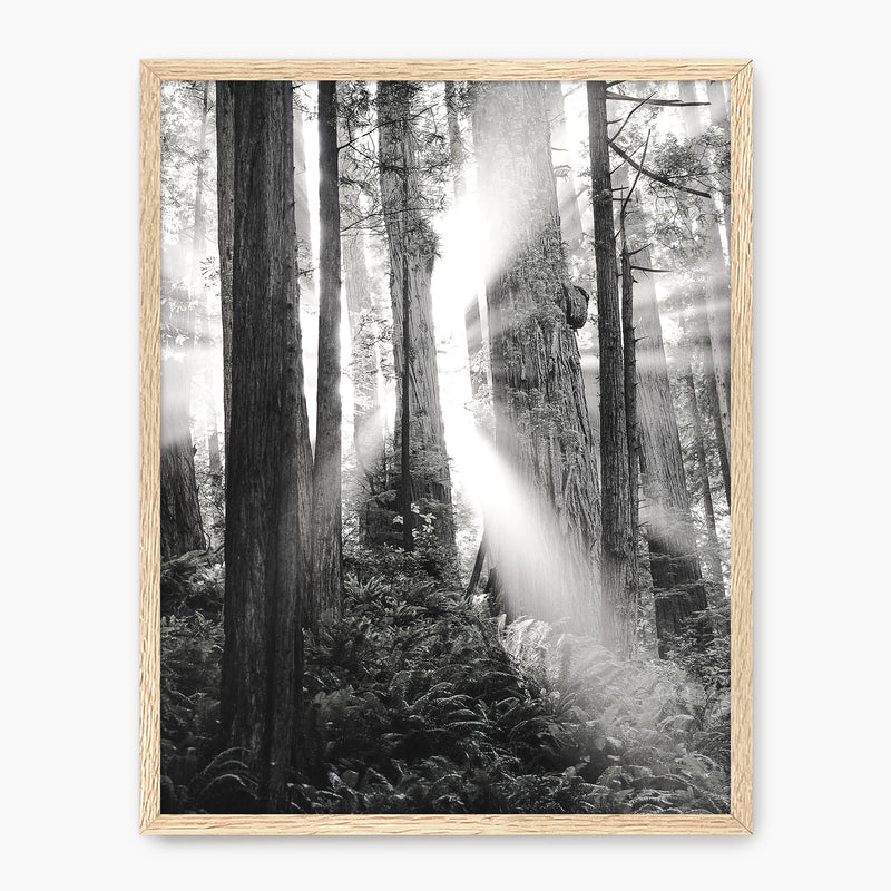 Light in the Trees Black and White Photo - Sage and Rose Prints