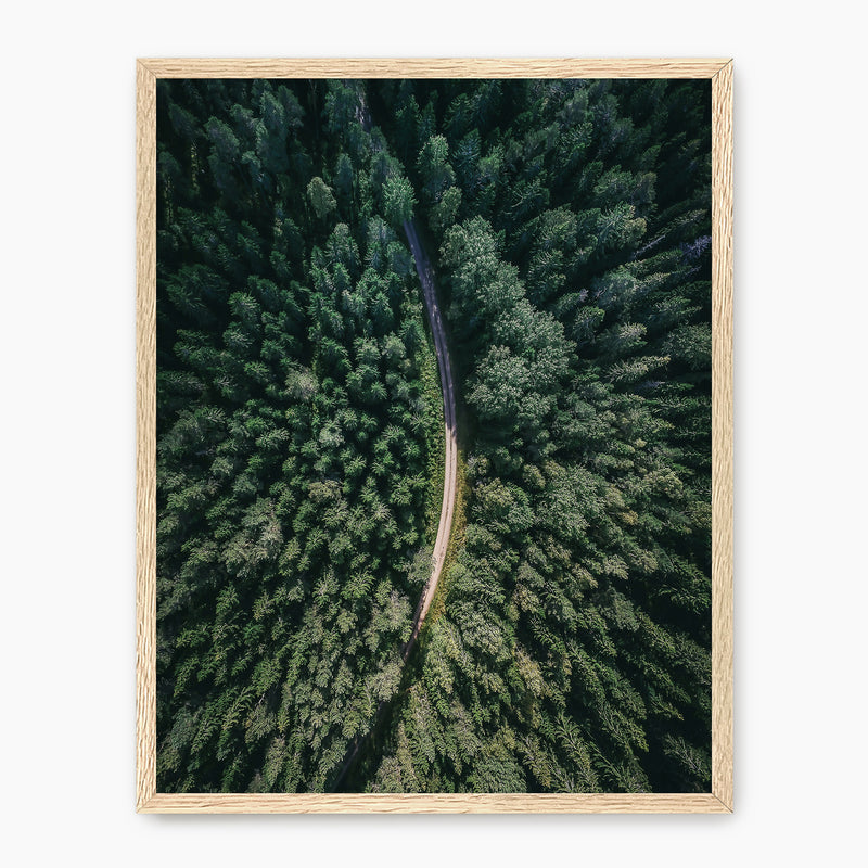 Evergreen Forest Canopy Photograph - Sage and Rose Prints