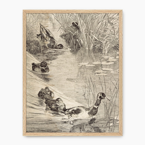 Vintage Ducks on the Pond Sketch - Sage and Rose Prints