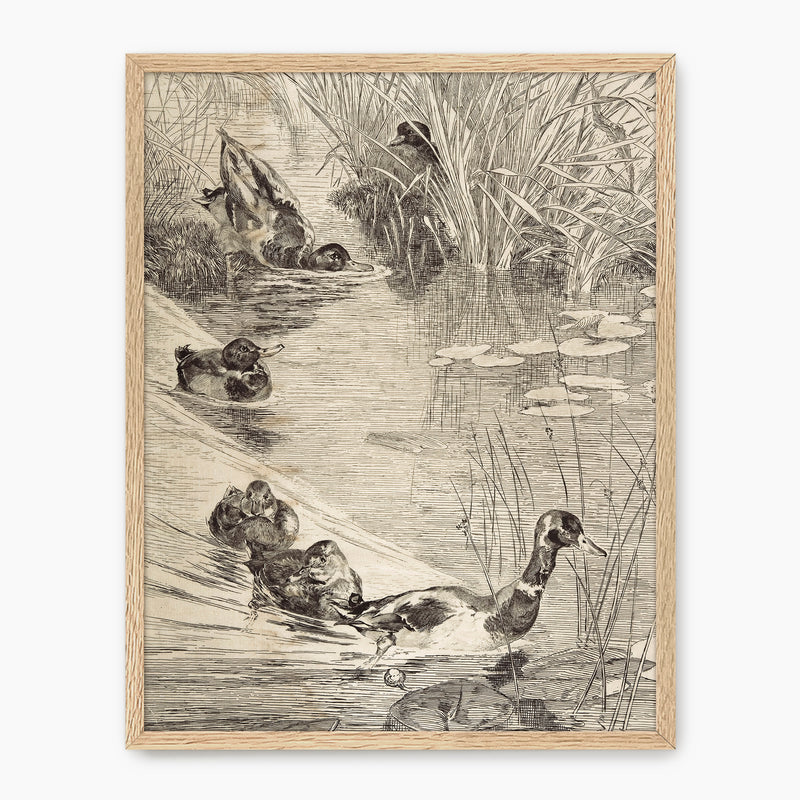 Vintage Ducks on the Pond Sketch - Sage and Rose Prints