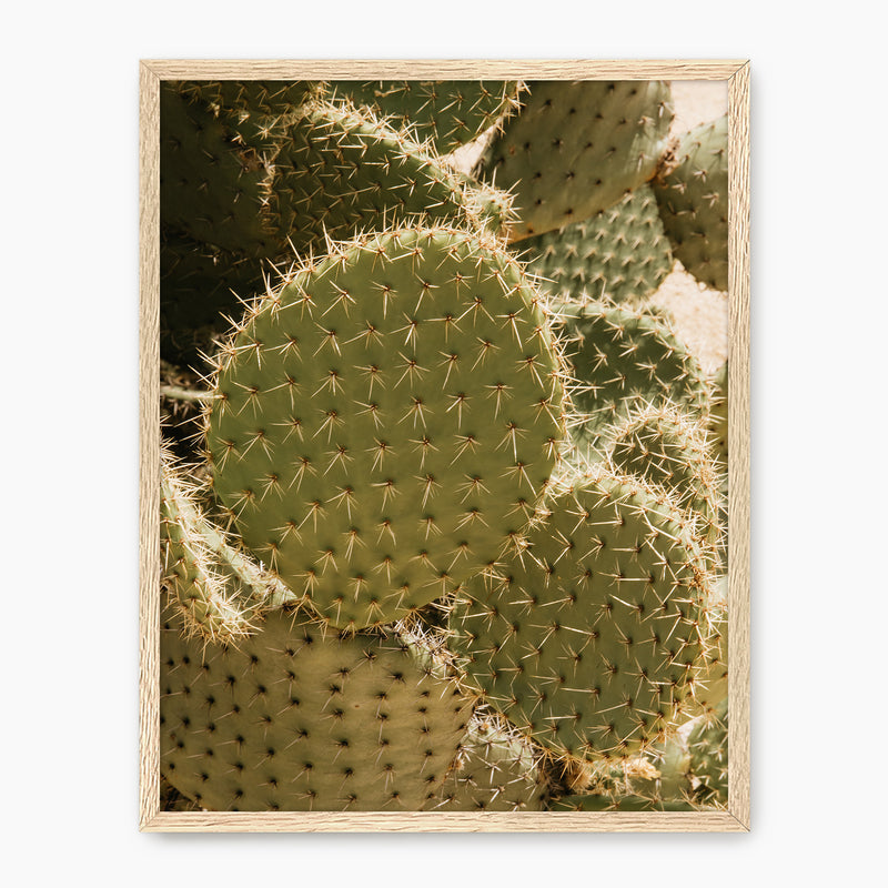 Spiked In the Sunlight - Sage and Rose Prints