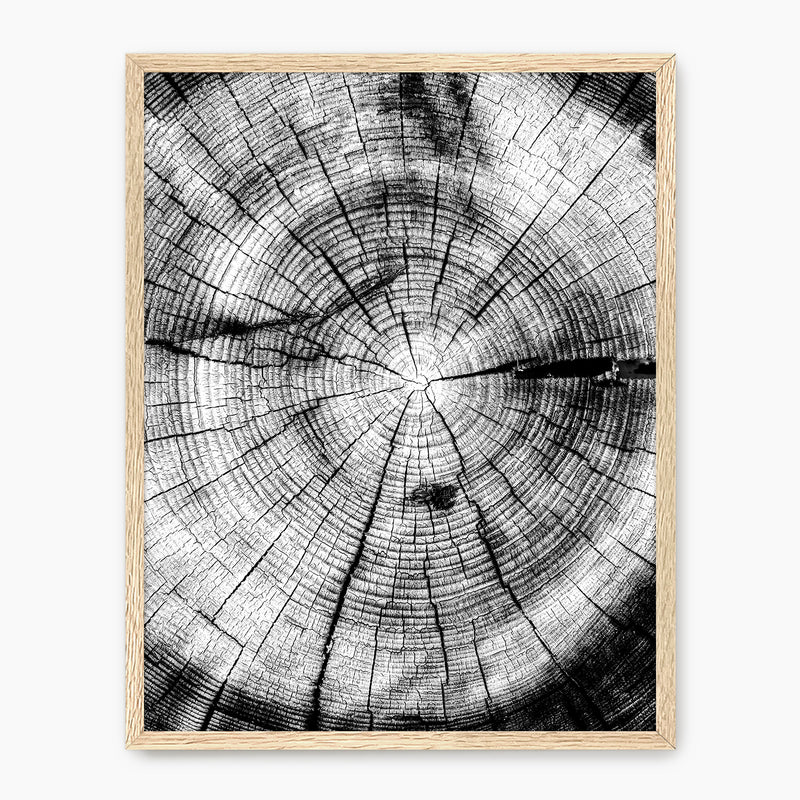 Black and White Tree Rings Photo - Sage and Rose Prints
